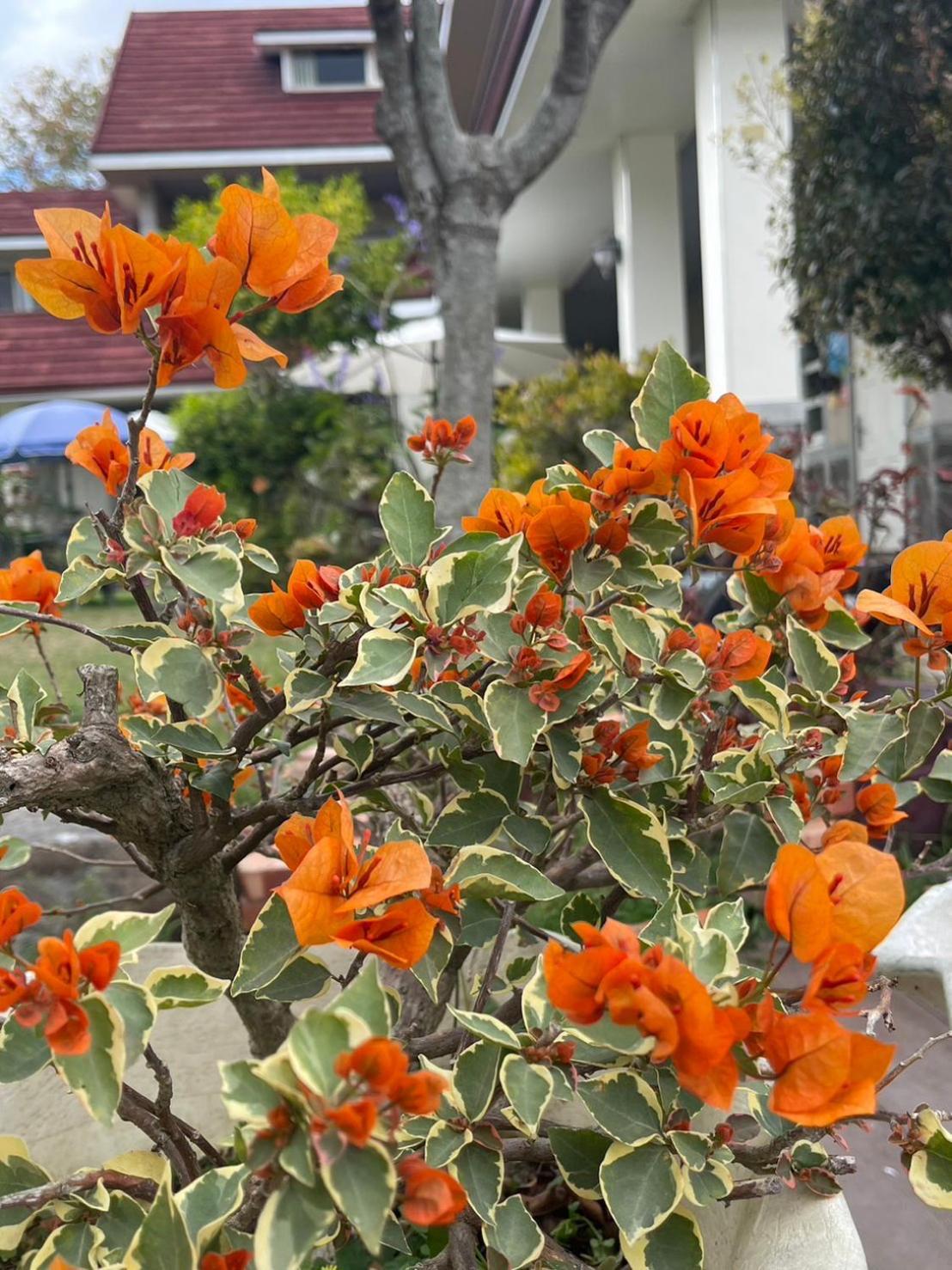 צ'ישאנג Xian Qing Yu Zhi Homestay מראה חיצוני תמונה