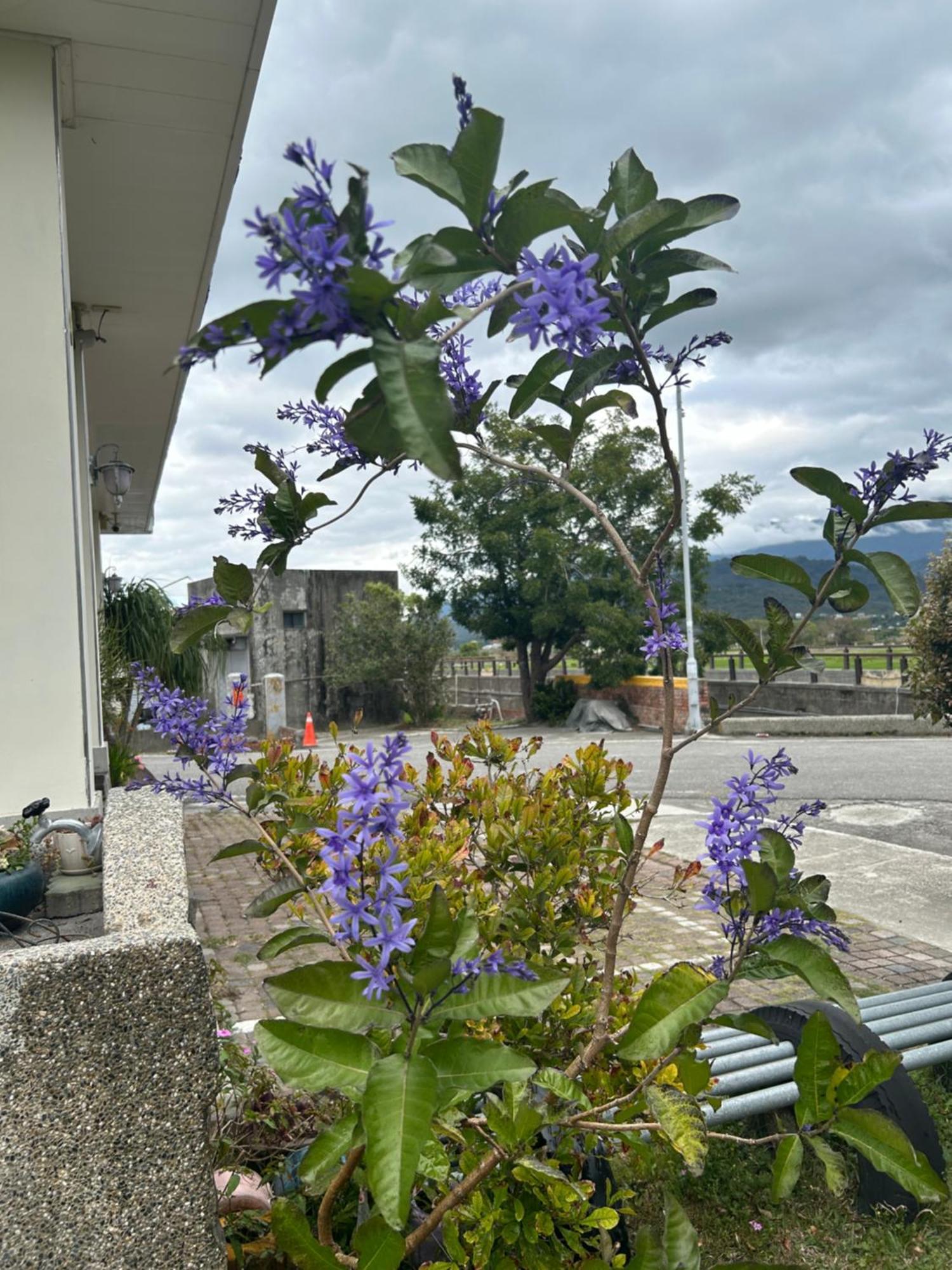 צ'ישאנג Xian Qing Yu Zhi Homestay מראה חיצוני תמונה
